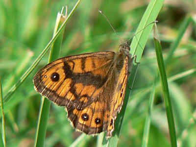 Mauerfuchs10
