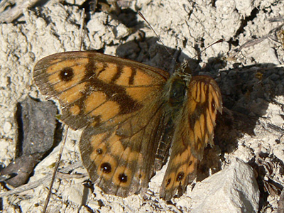 Mauerfuchs11