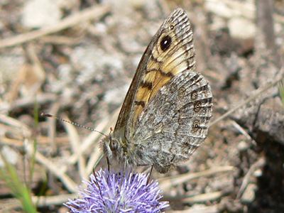 Mauerfuchs12