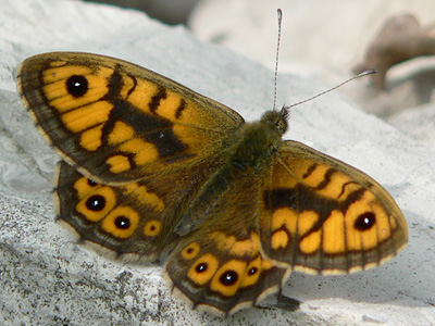 Mauerfuchs16