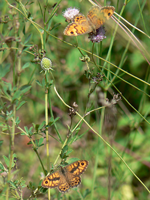 Mauerfuchs19