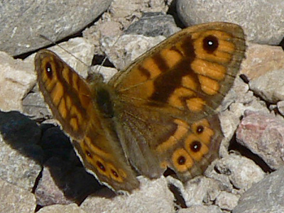 Mauerfuchs4
