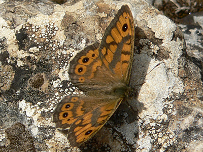 Mauerfuchs7