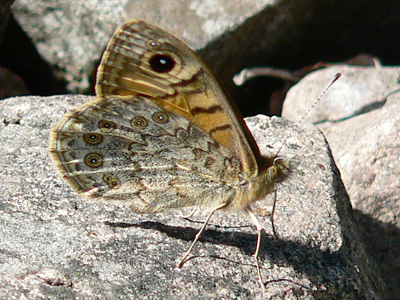 Mauerfuchs9