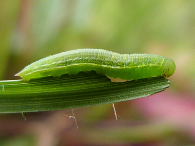 20130723_pamphilus1