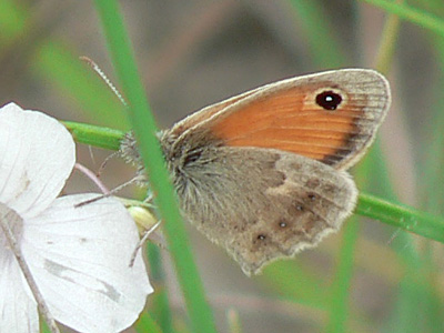 Kl_Wiesenvoegelchen10