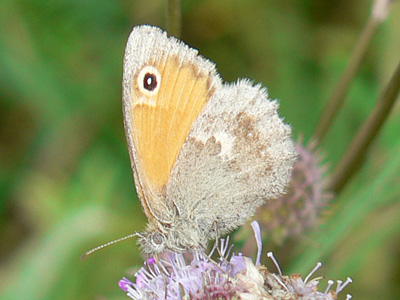 Kl_Wiesenvoegelchen11