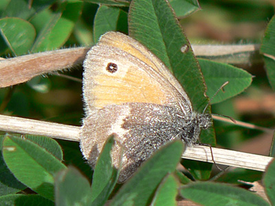 Kl_Wiesenvoegelchen12