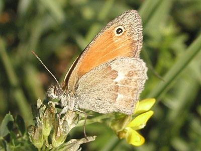 Kl_Wiesenvoegelchen2
