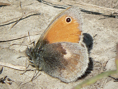 Kl_Wiesenvoegelchen5