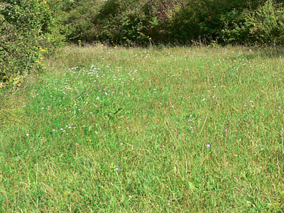 pamphilus-habitat_110828hack