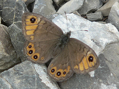 Braunscheckauge1