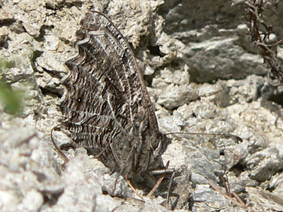 20110701_semele1
