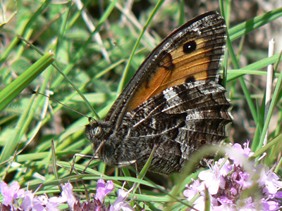 20110702_semele