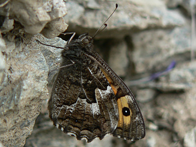 20110706_semele2