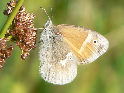 20110802_tullia10