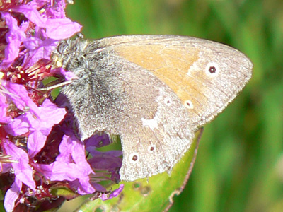 20110802_tullia2