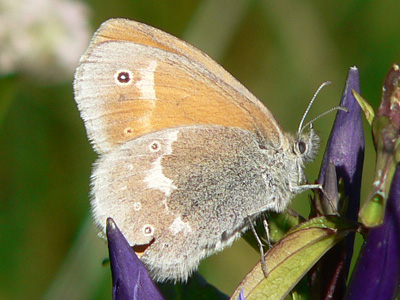 20110802_tullia5