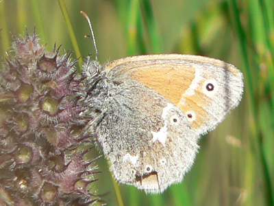 20110802_tullia6