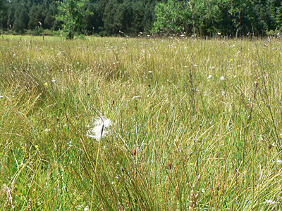 20110802_tullia7