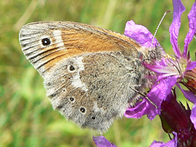 20110802_tullia8