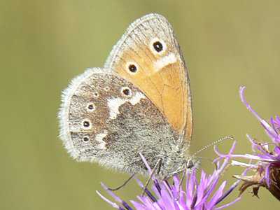 20110805_tullia1