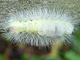 Buchenstreckfuss_ms2