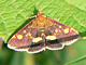 PurpurZuensler_ms2