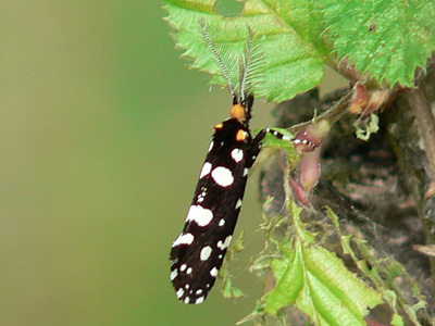 anthracinalis2