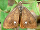 antiqua_ms2
