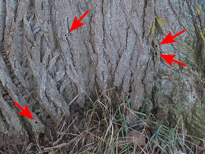 20120115_apiformis3