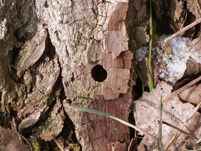20120210_apiformis1
