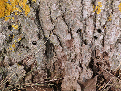 20120210_apiformis2