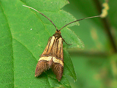 20130630_degeerella1