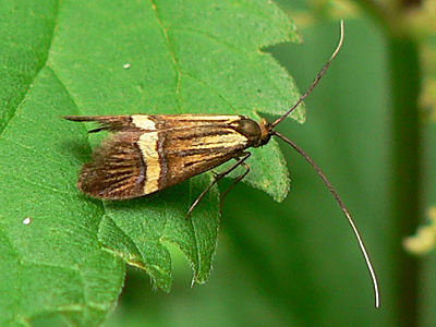 20130630_degeerella2