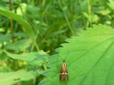 degeerella01