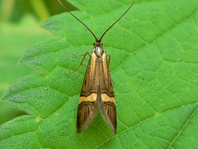 degeerella02