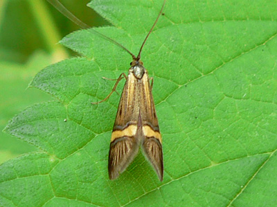 degeerella03