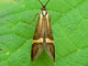 degeerella_ms2