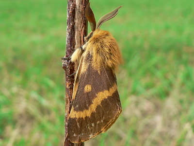 dumi05