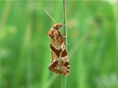 20120504_hartmanniana1