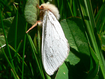 20110704_wurzelbohrer