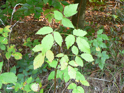 20111021_hylaeiformis2