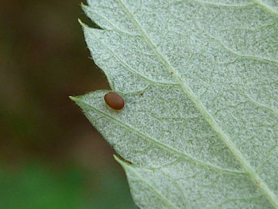 20111021_hylaeiformis5