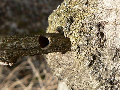20120219_melanocephala2