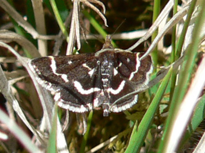 20110410_nigrata