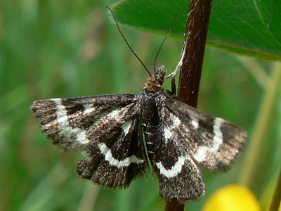 nigrata01