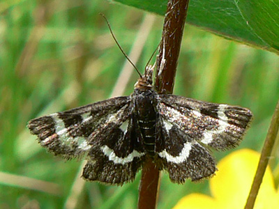 nigrata02