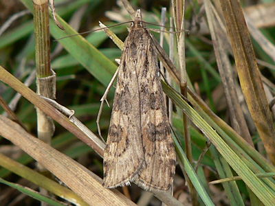 20121017_noctuella