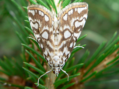 20110805_nympheata2